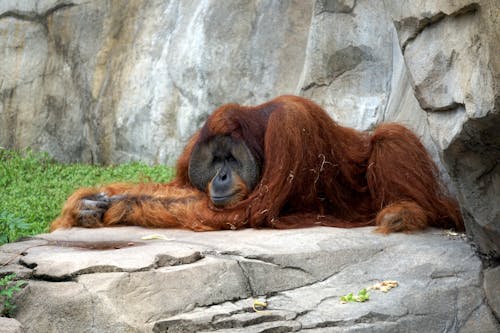 Free stock photo of orangutan