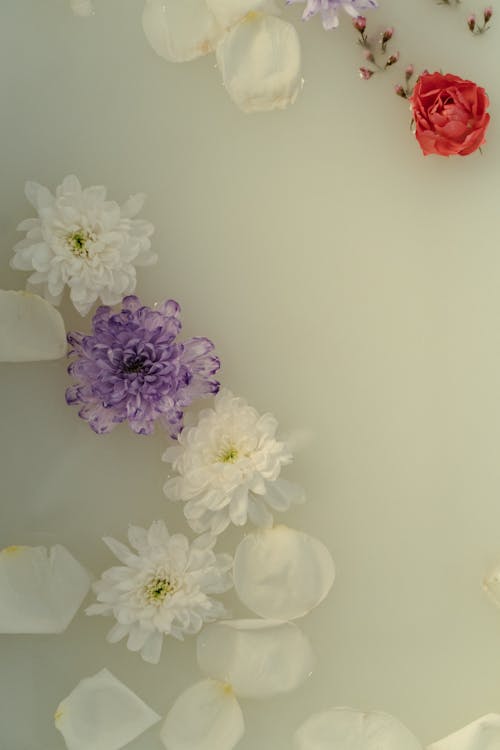 White and Purple Flowers Floating in Milk Bath