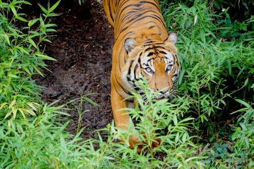 Foto d'estoc gratuïta de tigre