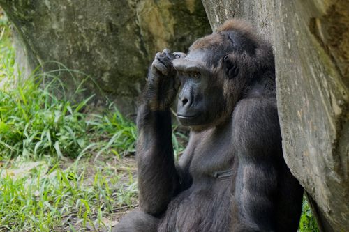 Free A solitary gorilla resting against a rock in its natural habitat, conveying tranquility and strength. Stock Photo