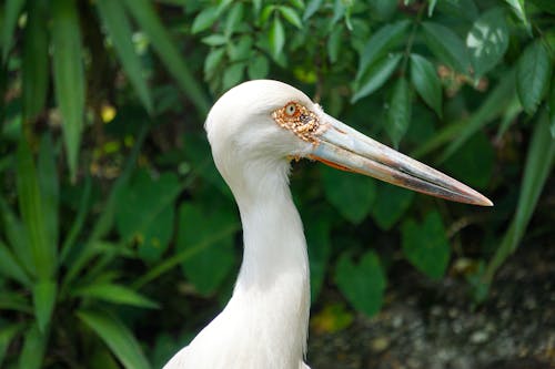 
A Close-Up Shot of an Oriental Stork