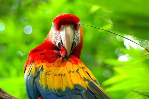 Imagine de stoc gratuită din papagal