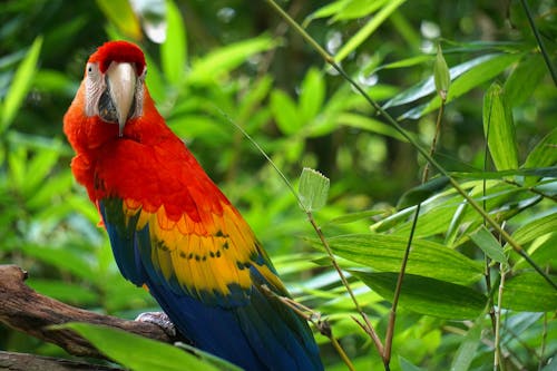 Free Close-Up Shot of a Scarlet Macaw  Stock Photo