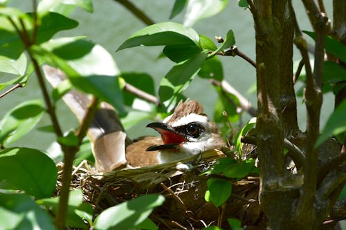 Gratis stockfoto met aviaire, beest, bladeren