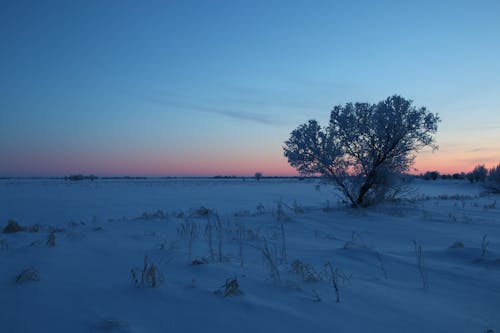 
A Snow Covered Field during the Twilight
