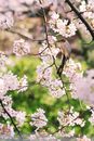 Brown Bird on Pink Flower