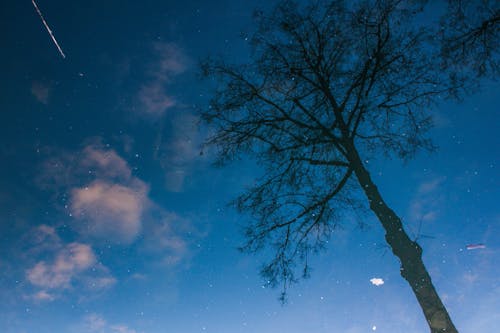 Silhouette of a Tree at Night