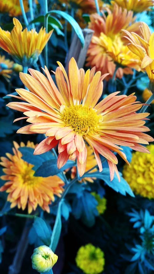 Δωρεάν στοκ φωτογραφιών με όμορφα λουλούδια, ταπετσαρία με λουλούδια