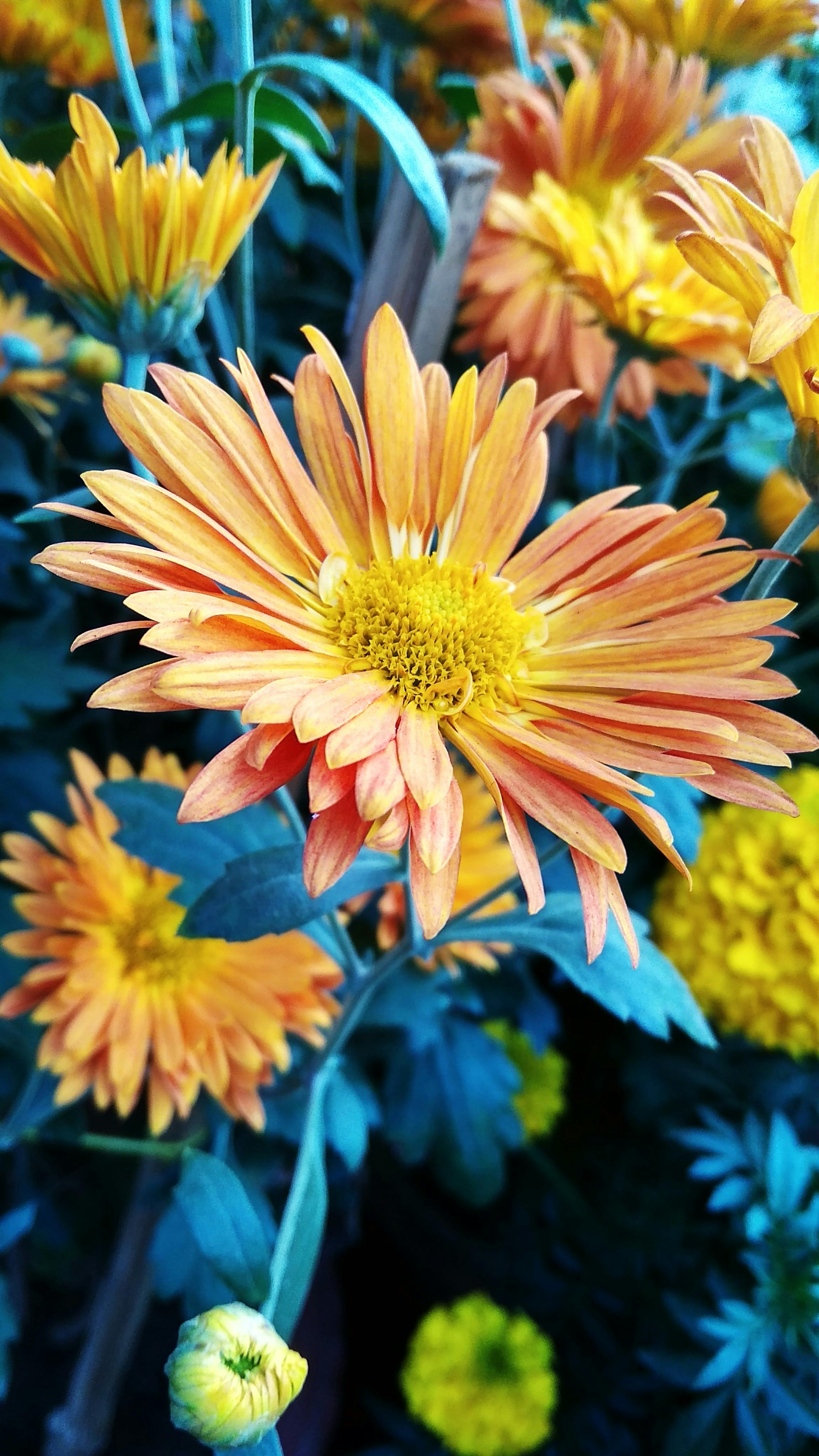 Foto stok gratis tentang bunga-bunga indah, wallpaper bunga
