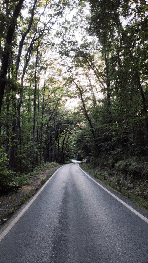 Безкоштовне стокове фото на тему «асфальтована дорога, злітна смуга, ліс»