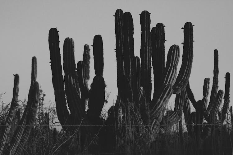 Silhouette Of Cactus