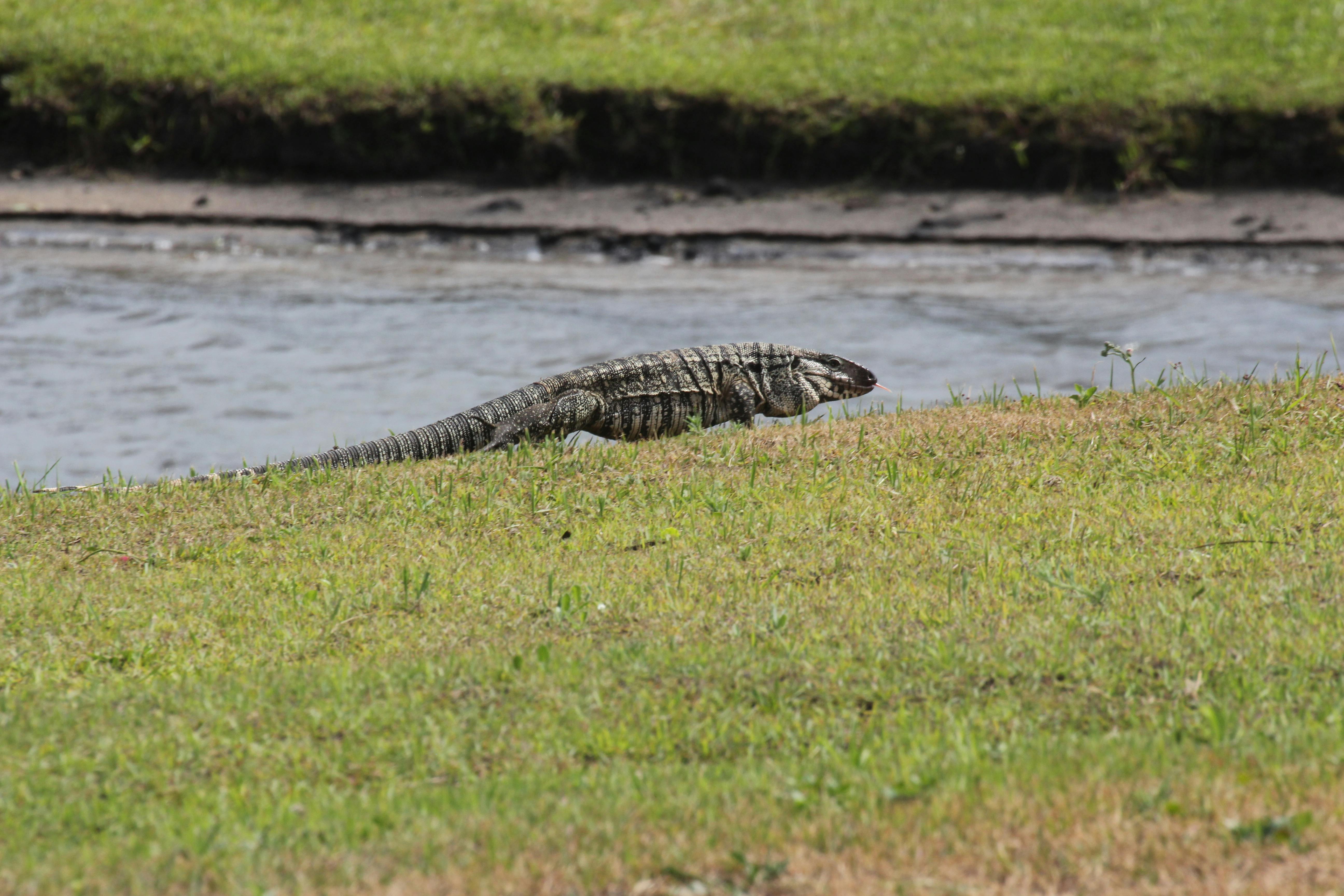 Tegu Argentino: Una especie fascinante de reptil