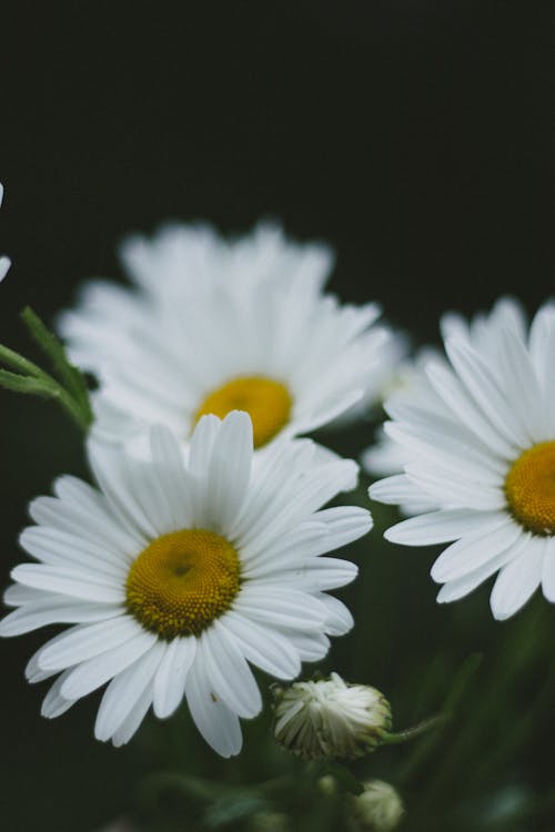 꽃, 꽃이 피는, 데이지의 무료 스톡 사진