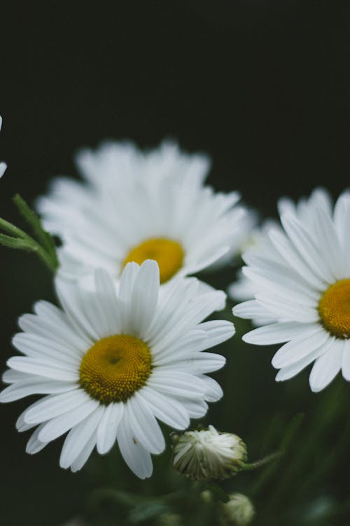 White Daisy in Bloom