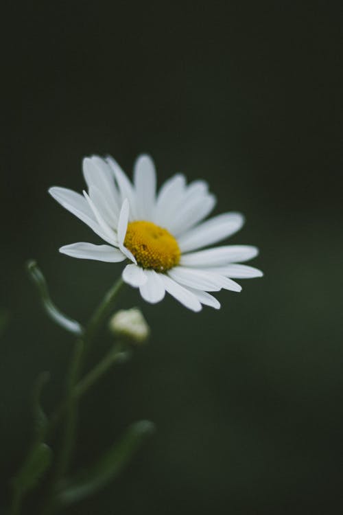 Close-up of a Chamomile Flower