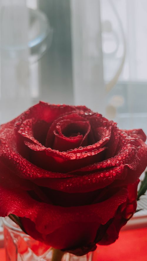 Free Vertical close-up of a vibrant red rose with water droplets, perfect for floral photography needs. Stock Photo