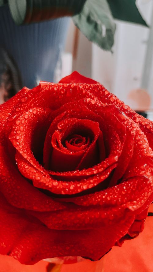 Free Stunning close-up of a red rose covered in water droplets, showcasing vibrant colors and natural beauty. Stock Photo