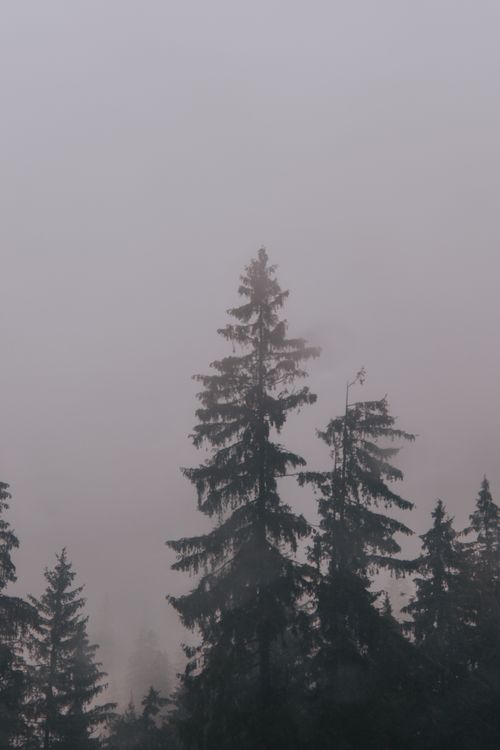 Free Misty forest scene with tall pine trees shrouded in winter fog, creating a serene atmosphere. Stock Photo