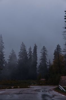 A moody, foggy forest with a wet road curving through conifer trees, creating a mysterious ambiance.