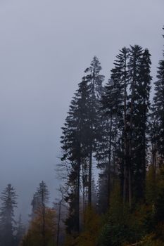 Moody autumn forest with tall pine trees enveloped in fog.
