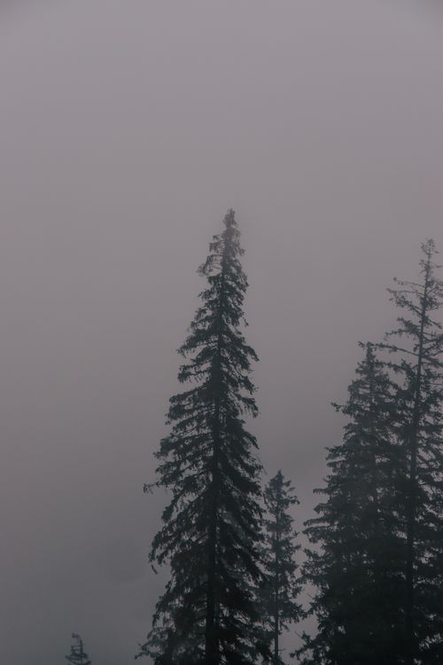 Free Ethereal fog envelops towering pine trees in a serene winter forest setting. Stock Photo