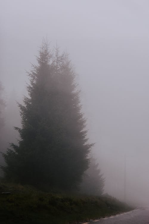 Green Pine Tree Near the Road