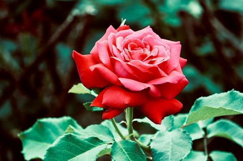Free Close-Up Shot of a Red Rose in Bloom Stock Photo