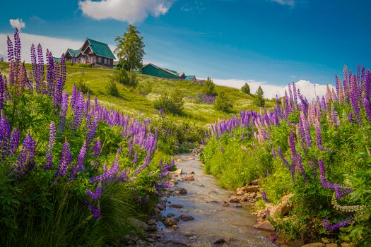 Vibrant summer landscape in Gulmarg showcasing blooming purple flowers and a serene stream.