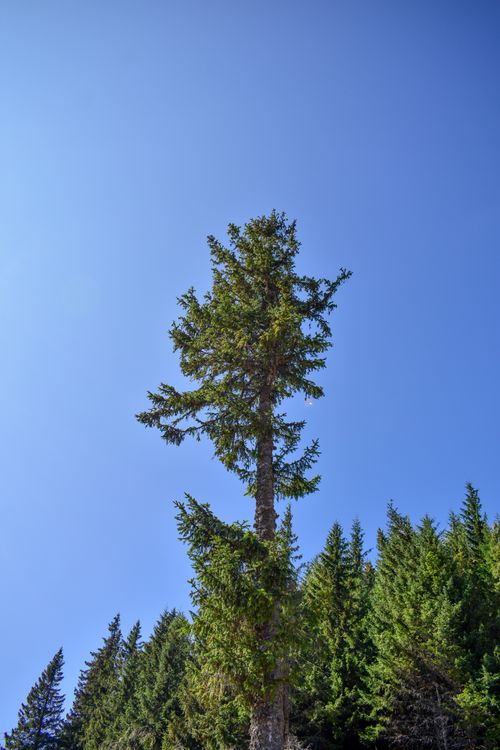 Free A majestic pine tree reaches into a clear blue sky over a lush green forest, perfect for nature themes. Stock Photo
