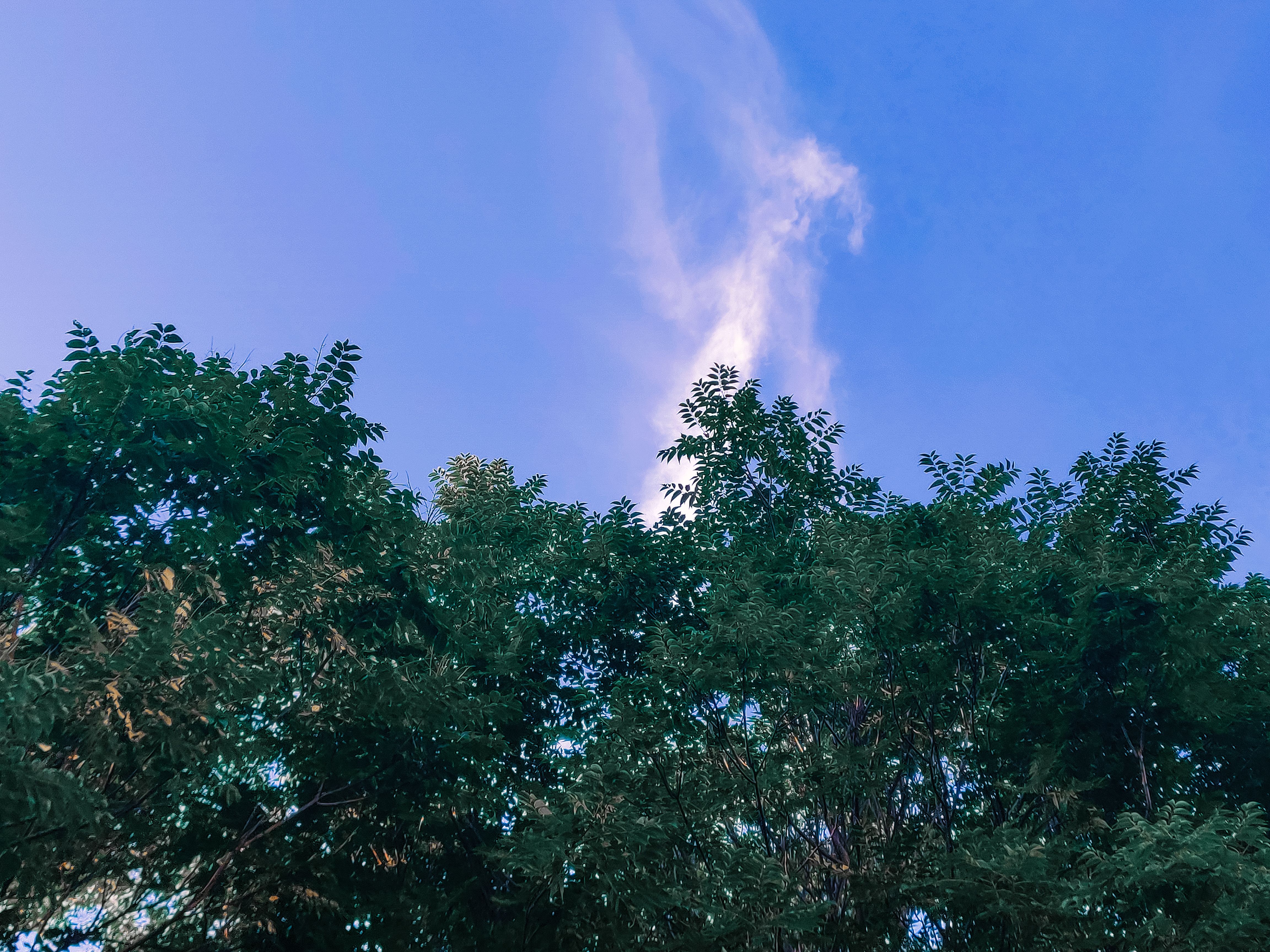 Green Trees Under the Blue Sky · Free Stock Photo