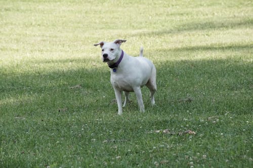 A White Dog Standing on a Grassy Field