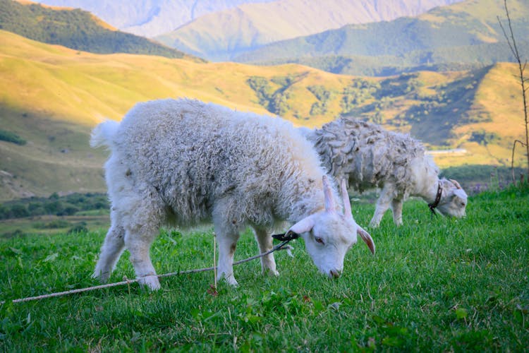 Goats Eating Green Grass 