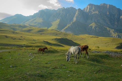 Horses on a Grassy Field near a Mountain