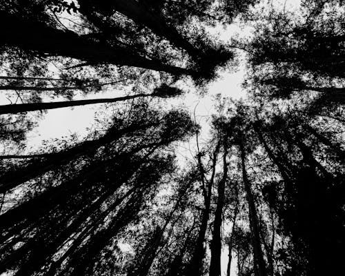 Grayscale Photo of Tall Trees