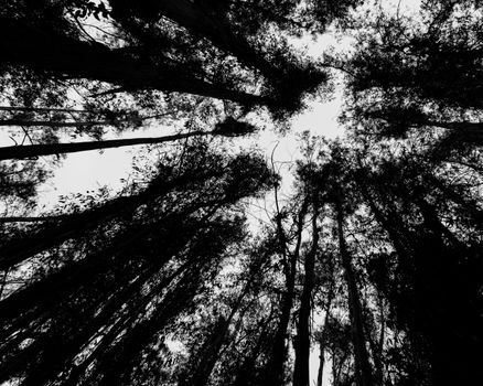 Looking up at trees in a monochrome forest reveals a dramatic silhouette against the sky.