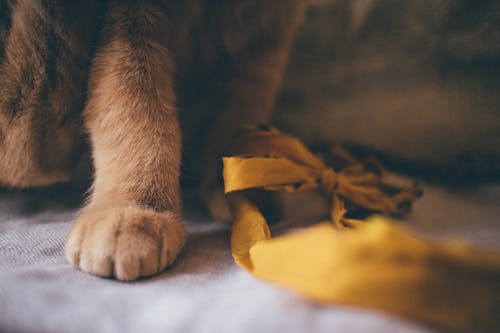 Close up of a Ginger Cats Paw