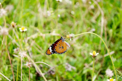 Close-Up Shot of a Butterfly on a Flower