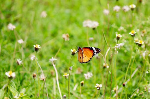 Free Close-Up Shot of a Butterfly on a Flower Stock Photo