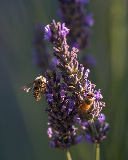 

A Close-Up Shot of Bees Pollinating Lavender Flowers