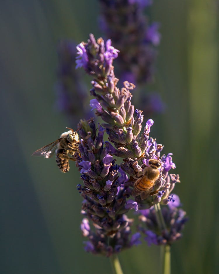 

A Close-Up Shot Of Bees Pollinating Lavender Flowers