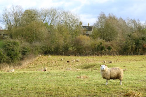 Sheep on Grass Field