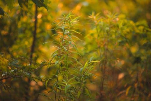 Close-Up Shot of Plant Leaves