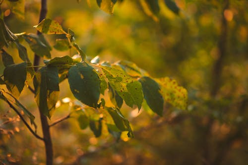 Close-Up Shot of Leaves