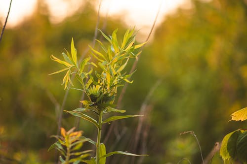 Close-Up Shot of Plant Leaves