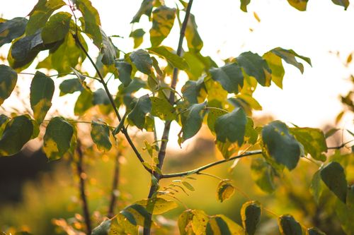 Free Close-up of green leaves on a tree branch with sunlight creating a warm, natural atmosphere. Stock Photo