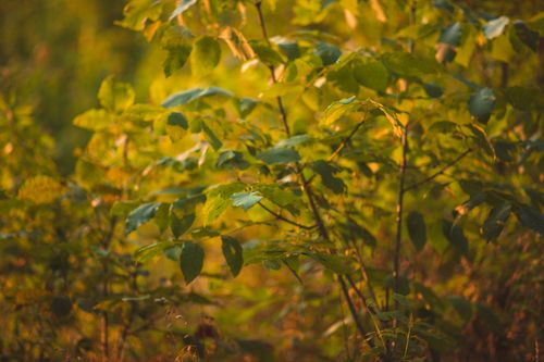 Free Beautiful sunlit leaves capture the warm glow of nature at dusk, creating a serene outdoor scene. Stock Photo