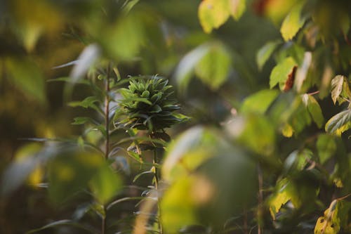 Close-Up Shot of Plant Leaves