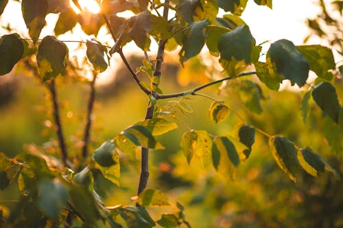 Close-Up Shot of Leaves