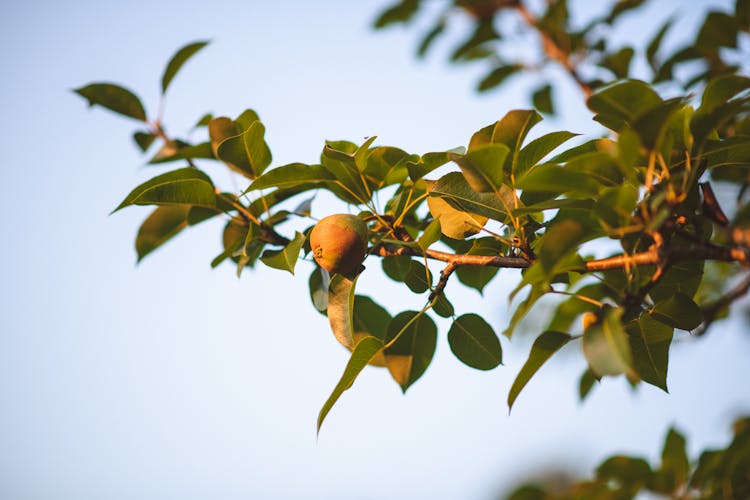 Fresh Fruit On Tree Branch