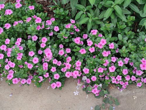 Pink Petunias in Bloom